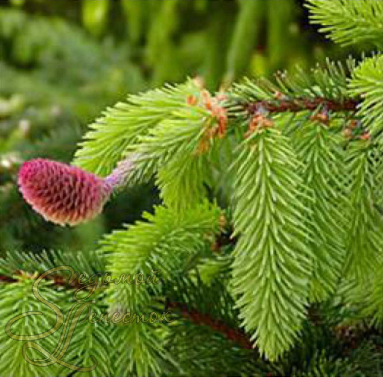 Ель обыкновенная (Picea abies) “Acrocona”